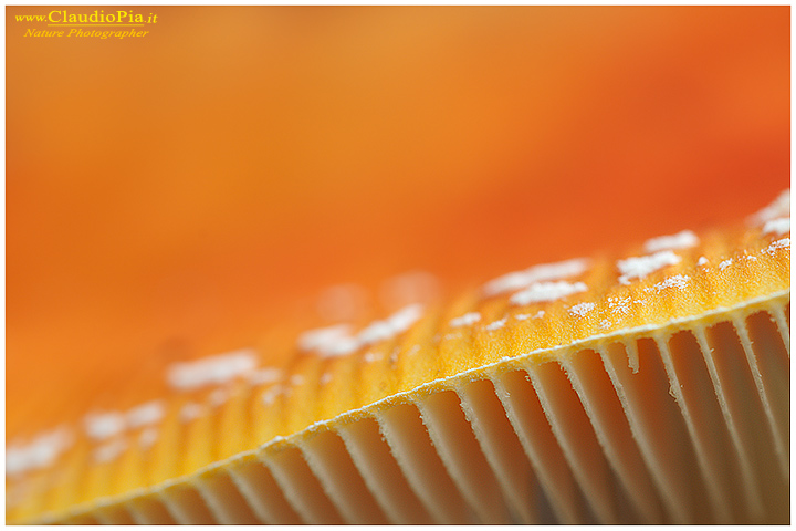 Funghi, toadstools, fungi, fungus, val d'Aveto, Nature photography, macrofotografia, fotografia naturalistica, close-up, mushrooms